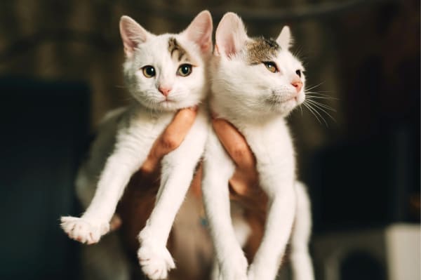 Puppies & Kittens in Pico Rivera