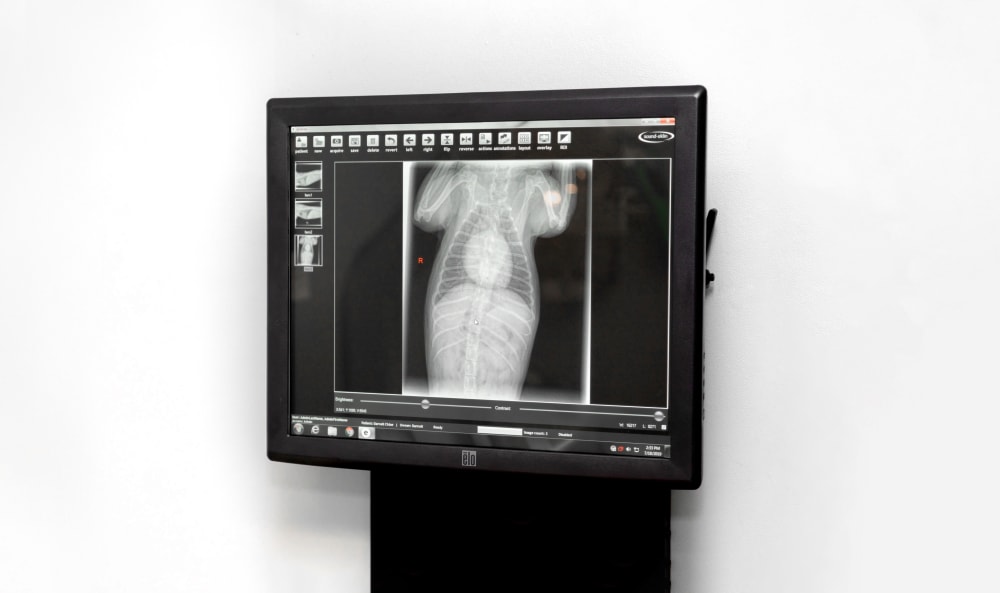 veterinary 3D x ray - Vet Diagnostic Technology at Pico Rivera Animal Hospital