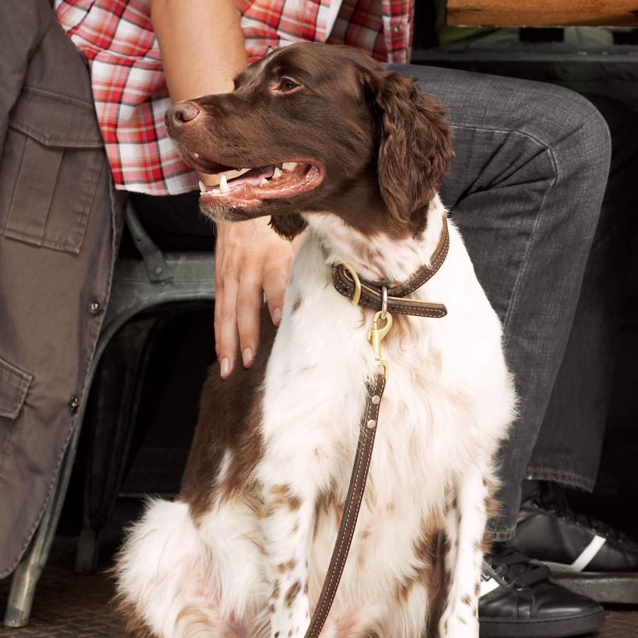 The Orthopedic veterinarian performs dog surgery at Pico Rivera Animal Hospital